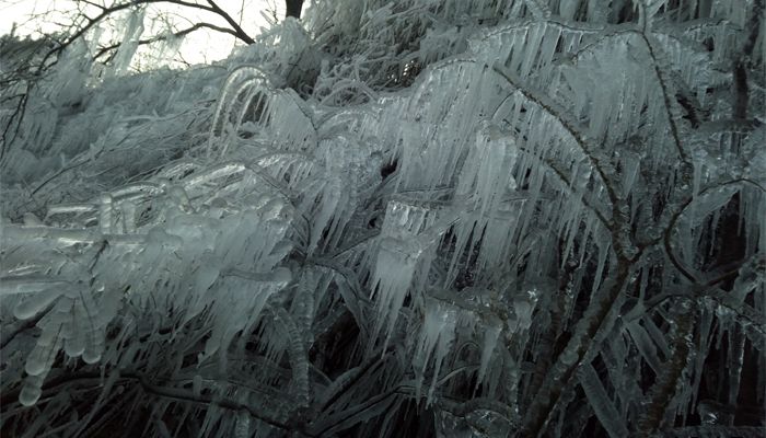 朝阳沟冰的世界