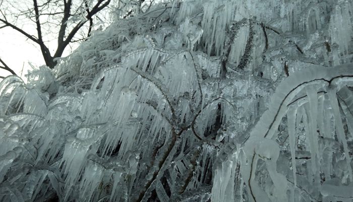朝阳沟冰的世界