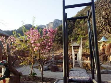 家门口的樱花开了