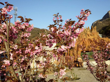 家门口的樱花开了