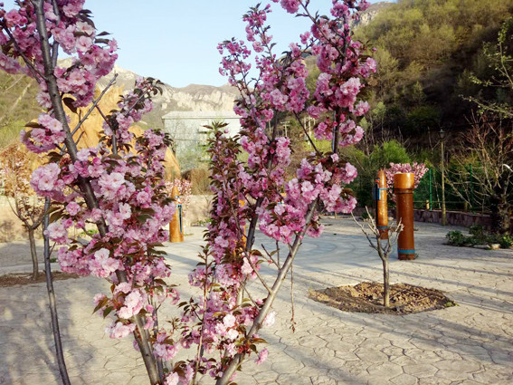 家门口的樱花开了