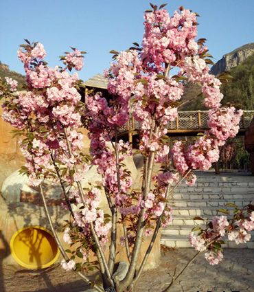 家门口的樱花开了