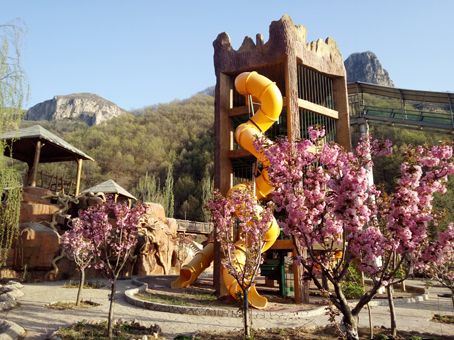 家门口的樱花开了