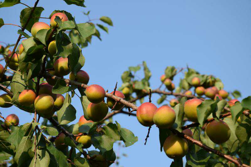 五月梦乡杏儿熟，免费采摘正当时——