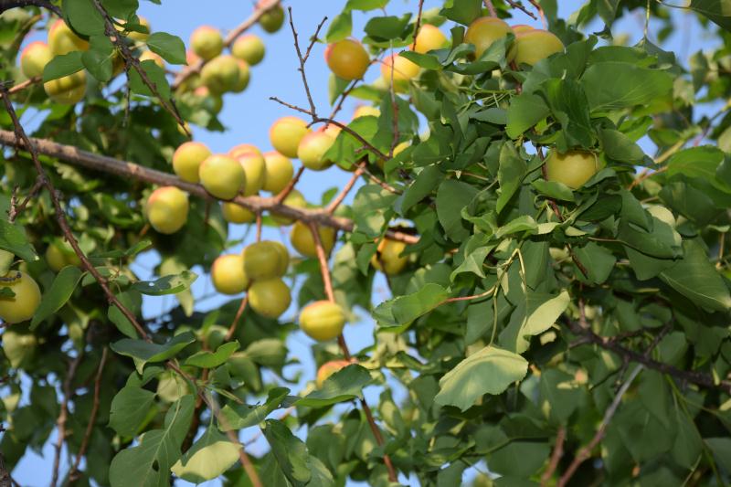 五月梦乡杏儿熟，免费采摘正当时——