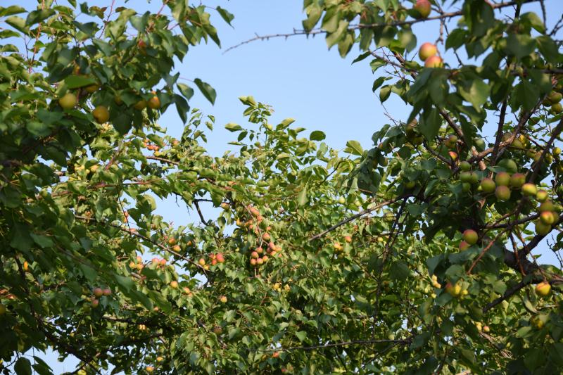 五月梦乡杏儿熟，免费采摘正当时——