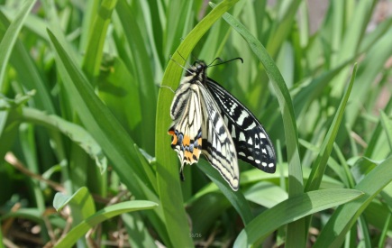知青梦乡朝阳沟掠影