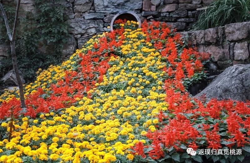 今年秋天的朝阳沟不同往年